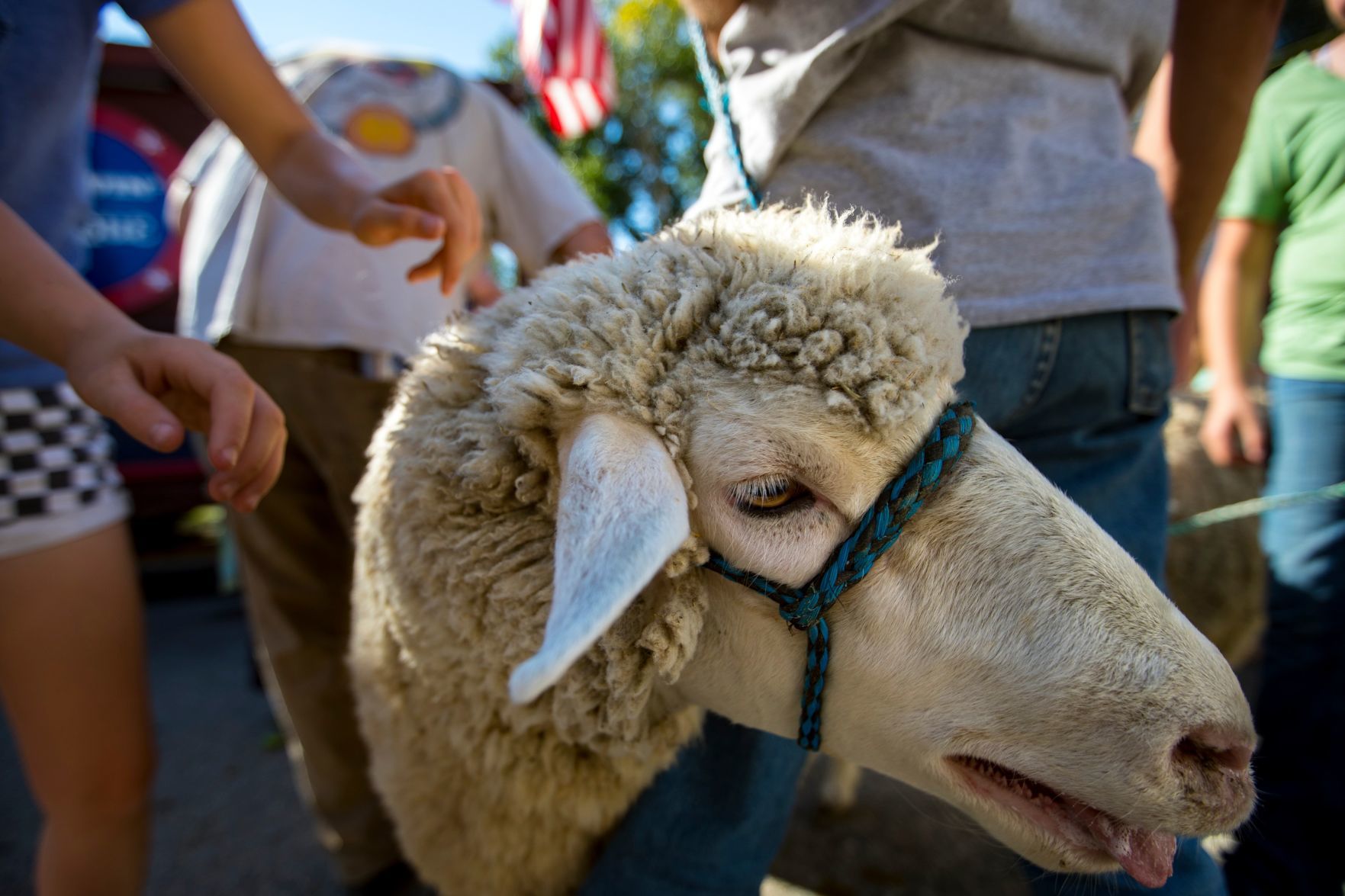 Great Montana Sheep Drive